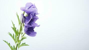 foto de hermosa acónito flor aislado en blanco antecedentes. generativo ai