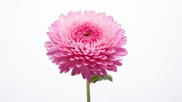 Photo of beautiful Everlasting flower isolated on white background. Generative AI