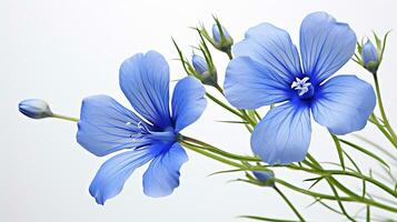 Photo of beautiful Flax flower isolated on white background. Generative AI