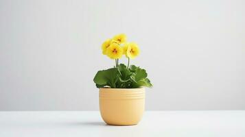 Photo of Primrose flower in pot isolated on white background. Generative AI