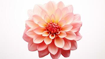 Photo of beautiful Dahlia flower isolated on white background. Generative AI