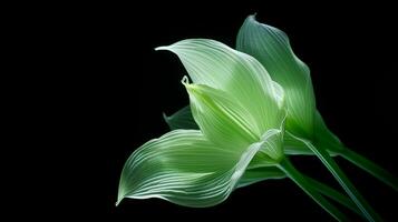 Photo of beautiful Hosta flower isolated on white background. Generative AI