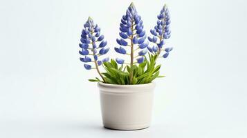 Photo of Bluebonnet flower in pot isolated on white background. Generative AI