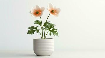 Photo of Windflower in pot isolated on white background. Generative AI