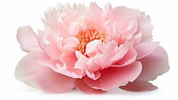 Photo of beautiful Peony flower isolated on white background. Generative AI