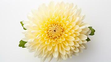 Photo of beautiful Chrysanthemum flower isolated on white background. Generative AI