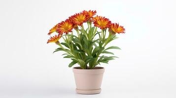 Photo of Gaillardia flower in pot isolated on white background. Generative AI