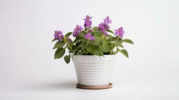 Photo of Spotted Deadnettle flower in pot isolated on white background. Generative AI