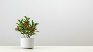 Photo of Holly flower in pot isolated on white background. Generative AI