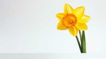 Photo of beautiful Daffodil flower isolated on white background. Generative AI