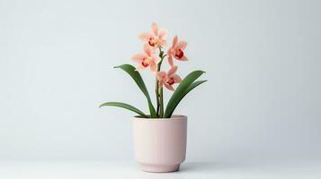 Photo of Cymbidium Orchid flower in pot isolated on white background. Generative AI