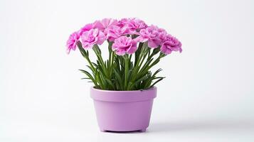 Photo of Dianthus flower in pot isolated on white background. Generative AI