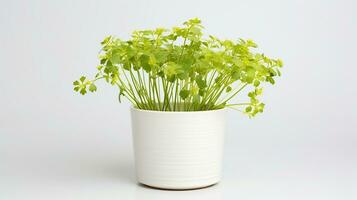 Photo of Meadow Rue flower in pot isolated on white background. Generative AI