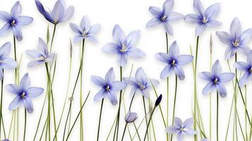 Blue Eyed Grass flower pattern background. Flower background texture. Generative AI photo
