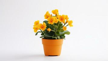 Photo of Wallflower in pot isolated on white background. Generative AI