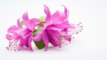 Photo of beautiful Fuchsia flower isolated on white background. Generative AI