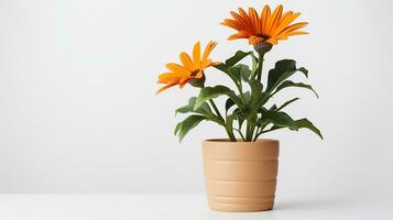 Photo of Gazania flower in pot isolated on white background. Generative AI