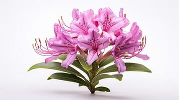Photo of beautiful Rhododendron flower isolated on white background. Generative AI