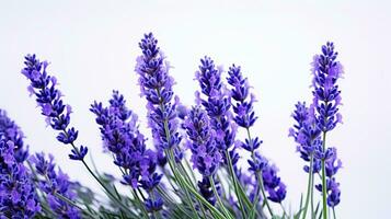 Photo of beautiful Lavender flower isolated on white background. Generative AI