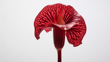 Photo of beautiful Jack-in-the-pulpit flower isolated on white background. Generative AI