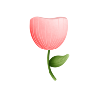 fofa flor Rosa tulipas png