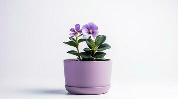 foto de Violeta flor en maceta aislado en blanco antecedentes. generativo ai