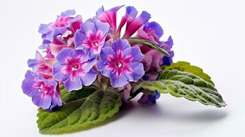 Photo of beautiful Lungwort flower isolated on white background. Generative AI
