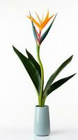 Photo of Bird of Paradise flower in pot isolated on white background. Generative AI