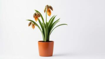 Photo of Fritillaria flower in pot isolated on white background. Generative AI