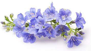 Photo of beautiful Jacob's Ladder flower isolated on white background. Generative AI