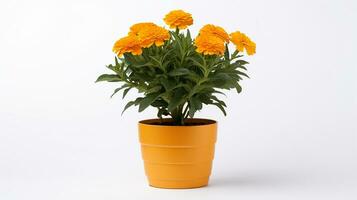 Photo of Marigold flower in pot isolated on white background. Generative AI