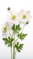 Photo of beautiful Anemone flower isolated on white background. Generative AI
