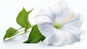 Photo of beautiful Moonflower isolated on white background. Generative AI