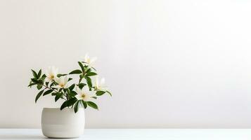 Photo of Jasmine flower in pot isolated on white background. Generative AI