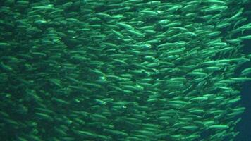 Million wirbelnd Schule von Fisch im tief Wasser Hintergrund schleppend Bewegung video