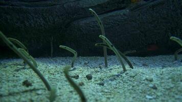 il giardino di Anguilla - il su di Questo mondo, leggermente inquietante alimentazione modello di giardino anguille, oceano creature, oceano, parte inferiore di il oceano video