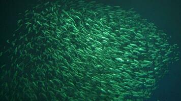 miljon virvlande skola av fisk i djup vatten bakgrund långsam rörelse video