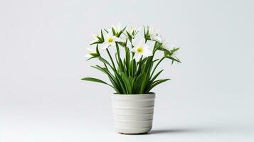 Photo of Star of Bethlehem flower in pot isolated on white background. Generative AI