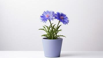 Photo of Cornflower in pot isolated on white background. Generative AI