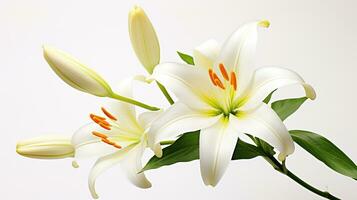 Photo of beautiful Lily flower isolated on white background. Generative AI