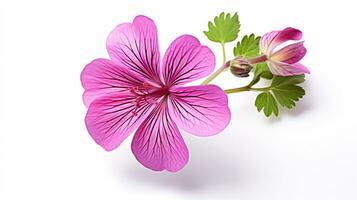 Photo of beautiful Geranium flower isolated on white background. Generative AI