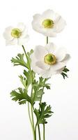 Photo of beautiful Anemone flower isolated on white background. Generative AI