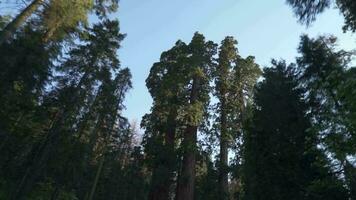 Fahren unter sehr hoch Bäume Überdachung im Mammutbaum Wald National Park - - Weiß Tanne, Zucker Kiefer, Weihrauch Zeder, rot Tanne, und ponderosa Kiefer video