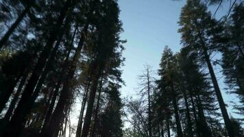 het rijden onder heel hoog bomen luifel in sequoia Woud nationaal park - wit Spar, suiker pijnboom, wierook ceder, rood Spar, en ponderosa pijnboom video