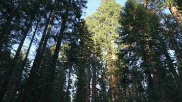 körning under mycket lång träd tak i sequoia skog nationell parkera - vit gran, socker tall, rökelse ceder, röd gran, och ponderosa tall video