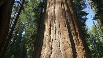 de algemeen Sherman kolossaal reusachtig boom sequoiadendron gigantisch grootste bekend leven stam boom Aan aarde in sequoia nationaal park Californië Verenigde Staten van Amerika video