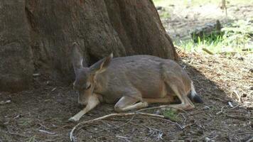 Californie mule cerf se produire abondamment dans séquoia et rois canyon nationale parc Etats-Unis video