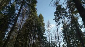 conduite en dessous de très grand des arbres canopée dans séquoia forêt nationale parc - blanc sapin, sucre pin, encens cèdre, rouge sapin, et ponderosa pin video