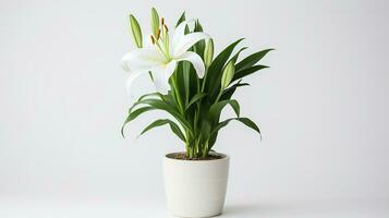 Photo of Lily flower in pot isolated on white background. Generative AI