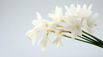 Photo of beautiful Yucca flower isolated on white background. Generative AI